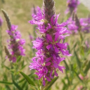 Photographie n°2373324 du taxon Lythrum salicaria L.