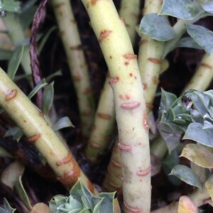 Euphorbia corsica Req. (Euphorbe de Corse)