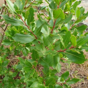 Photographie n°2373612 du taxon Arbutus unedo L. [1753]