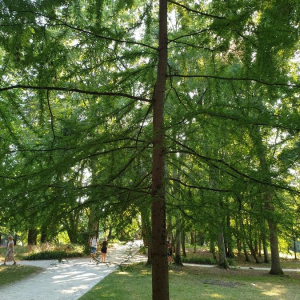 Photographie n°2373619 du taxon Taxodium distichum (L.) Rich. [1810]