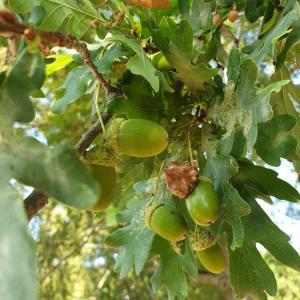 Photographie n°2373623 du taxon Quercus robur L. [1753]