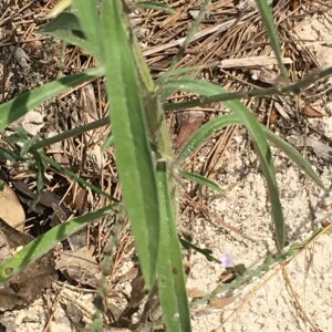 Photographie n°2373625 du taxon Erigeron canadensis L. [1753]