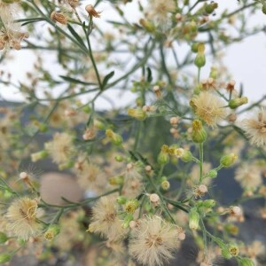 Photographie n°2373628 du taxon Erigeron canadensis L. [1753]