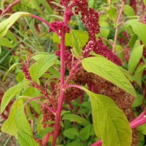  - Amaranthus caudatus L. [1753]