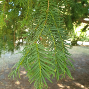 Photographie n°2373646 du taxon Taxus baccata L. [1753]