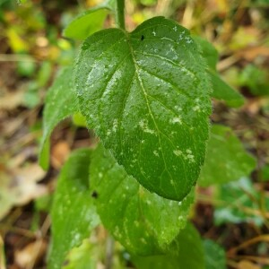 Photographie n°2373651 du taxon Mentha aquatica L. [1753]