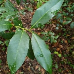 Photographie n°2373662 du taxon Laurus nobilis L. [1753]