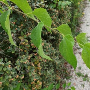 Photographie n°2373685 du taxon Celtis australis L. [1753]