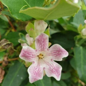 Photographie n°2373688 du taxon Araujia sericifera Brot. [1818]