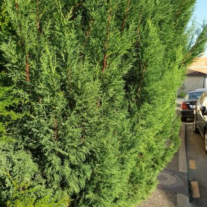 Photographie n°2373710 du taxon Thuja occidentalis L. [1753]