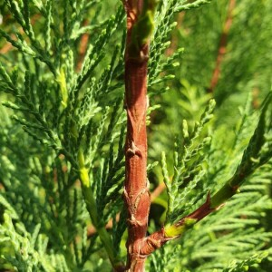 Photographie n°2373711 du taxon Thuja occidentalis L. [1753]