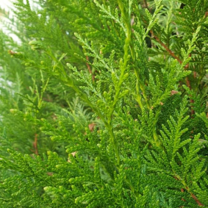 Photographie n°2373712 du taxon Thuja occidentalis L. [1753]