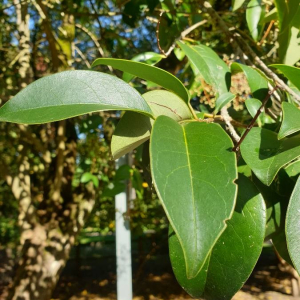 Photographie n°2373720 du taxon Ligustrum lucidum W.T.Aiton [1810]