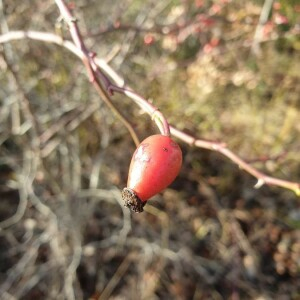 Photographie n°2373732 du taxon Rosa rubiginosa L. [1771]