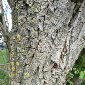 Photographie n°2373736 du taxon Sambucus nigra L. [1753]