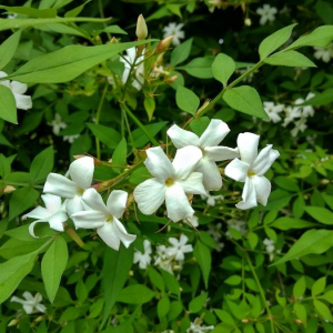  - Jasminum officinale L. [1753]