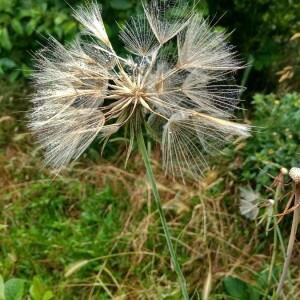 Photographie n°2373801 du taxon Tragopogon pratensis L. [1753]