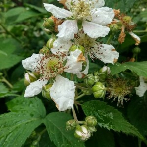 Photographie n°2373804 du taxon Rubus ulmifolius Schott [1818]
