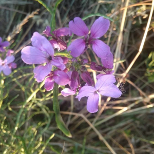 Photographie n°2373811 du taxon Lunaria annua L. [1753]