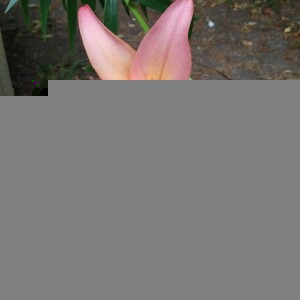 Photographie n°2373816 du taxon Lilium bulbiferum L. [1753]