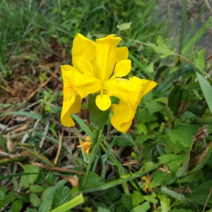 Photographie n°2373820 du taxon Iris pseudacorus L. [1753]