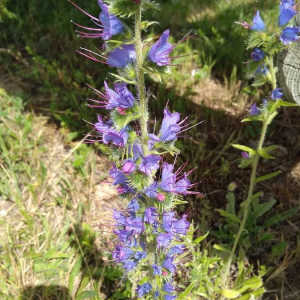 Photographie n°2373822 du taxon Echium vulgare L. [1753]