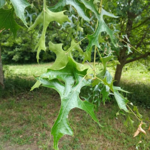 Photographie n°2373823 du taxon Quercus palustris Münchh. [1770]