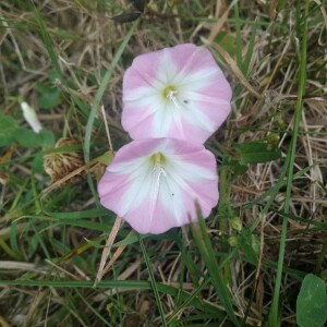 Photographie n°2373851 du taxon Hypericum perforatum L. [1753]