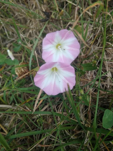 Joël MacÉ, le 28 juin 2019 (Lévignac-de-Guyenne)