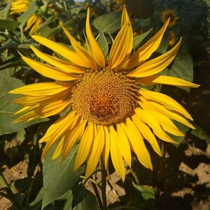 Photographie n°2373872 du taxon Helianthus annuus L. [1753]