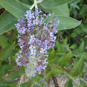 Photographie n°2373886 du taxon Buddleja davidii Franch. [1887]