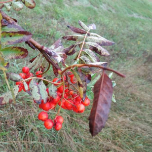 Photographie n°2373921 du taxon Sorbus aucuparia L. [1753]