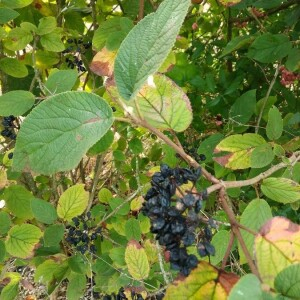 Photographie n°2373928 du taxon Viburnum lantana L. [1753]