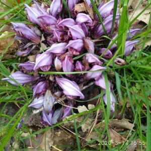 Photographie n°2373970 du taxon Lathraea clandestina L. [1753]