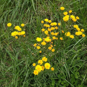 Photographie n°2373980 du taxon Crepis setosa Haller f. [1797]