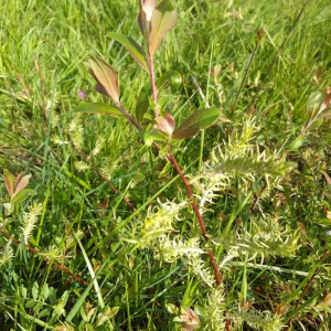 Photographie n°2373984 du taxon Salix repens L. [1753]