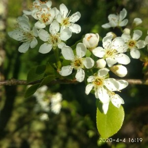 Photographie n°2373993 du taxon Sorbus intermedia (Ehrh.) Pers. [1806]