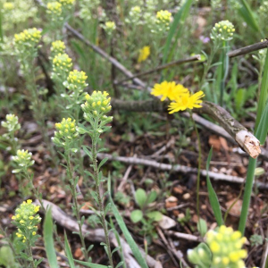 Photographie n°2374021 du taxon Alyssum alyssoides (L.) L. [1759]