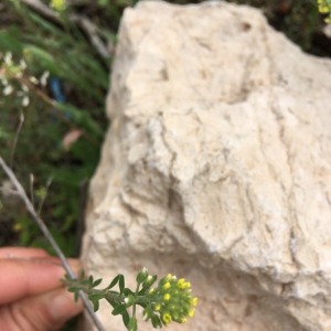 Photographie n°2374022 du taxon Alyssum alyssoides (L.) L. [1759]