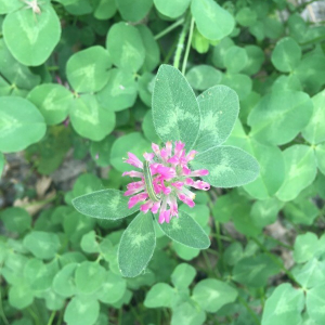 Photographie n°2374031 du taxon Trifolium pratense L. [1753]