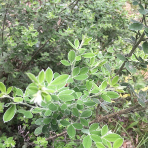 Photographie n°2374037 du taxon Cytisus villosus Pourr. [1788]