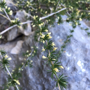 Photographie n°2374045 du taxon Asparagus acutifolius L. [1753]