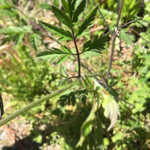 Photographie n°2374129 du taxon Chaerophyllum temulum L. [1753]