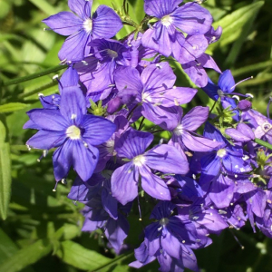 Photographie n°2374131 du taxon Veronica austriaca L. [1759]