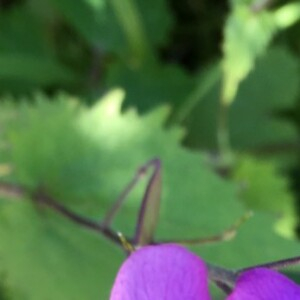 Photographie n°2374146 du taxon Lunaria annua L. [1753]