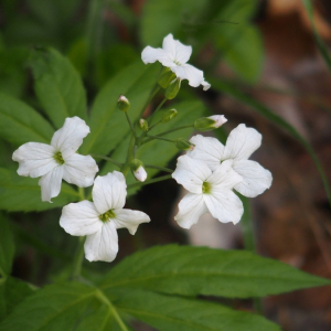 Photographie n°2374151 du taxon Cardamine heptaphylla (Vill.) O.E.Schulz [1903]