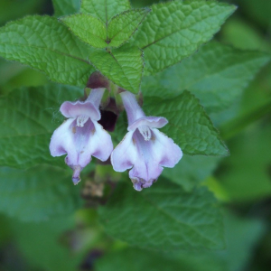 Photographie n°2374157 du taxon Melittis melissophyllum L. [1753]