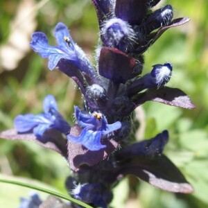 Photographie n°2374168 du taxon Ajuga reptans L. [1753]