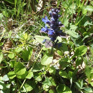 Photographie n°2374170 du taxon Ajuga reptans L. [1753]