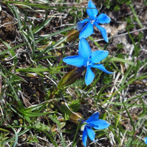 Photographie n°2374175 du taxon Gentiana verna L. [1753]